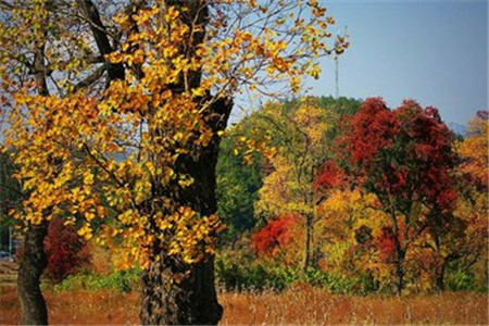 辽宁省自考申请毕业的条件是什么?