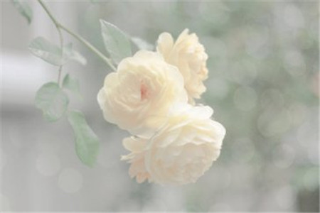 2020年辽宁自考人力资源大专难不难