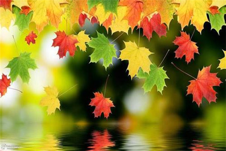 辽宁自考已全部考完，如何申请毕业呢?