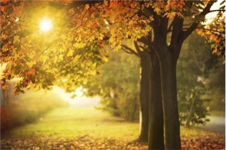 辽宁自考本科有哪些条件