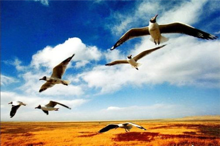 辽宁自考第二学历的优势是什么