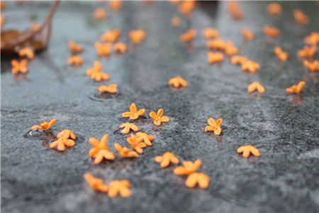 2020年辽宁自考毕业论文格式？